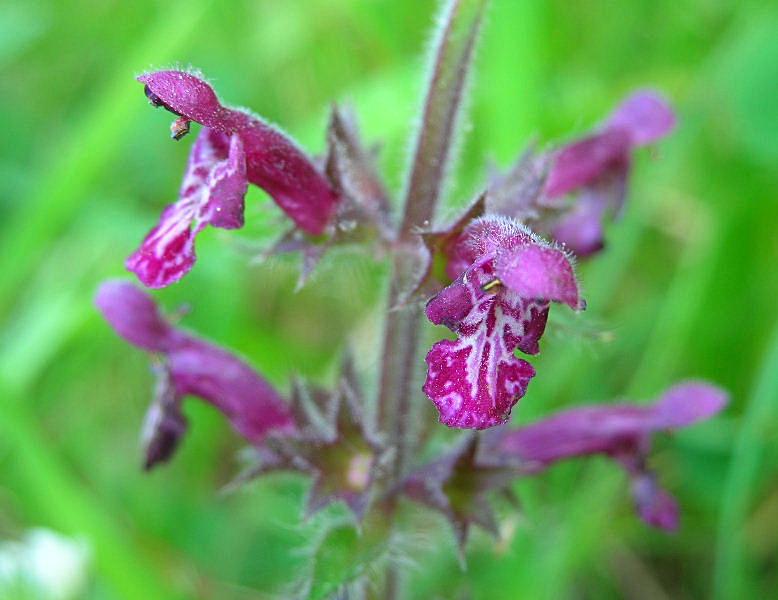 Stachys sylvatica / Stregona dei boschi